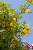 Crete Island, Greece, Stock Photography. Lemon tree, Crete, Greece.